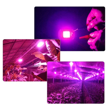 5szt Grow LED COB Full Spectrum Grow Light Chip 380-780nm 20W 30W 50W Indoor Grow Lamp For Plants Seeds Flowers Tent Diode Lamps