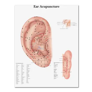 ВАНГАРТ anatomiczne wykresu plakaty ucho akupunktura ucha Anatomia plakat na płótnie Malarstwo ścienne obrazy dla edukacji medycznej