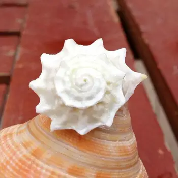 Раковинная ślimak próbki drutu ślimaki ślimaki shellssea